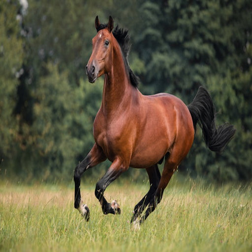 Before: Horse